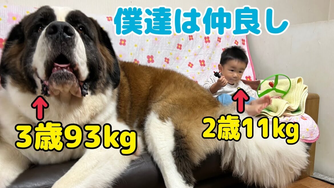 【セントバーナード】もも・とと・ららと孫との何気ない日常。孫のそばには、いつももも・とと・ららがいるよ。