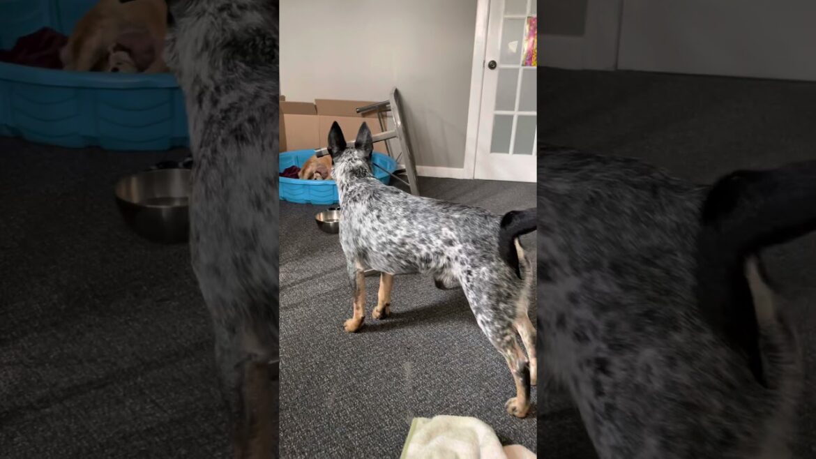 Blue Heeler Meeting Puppies #shorts