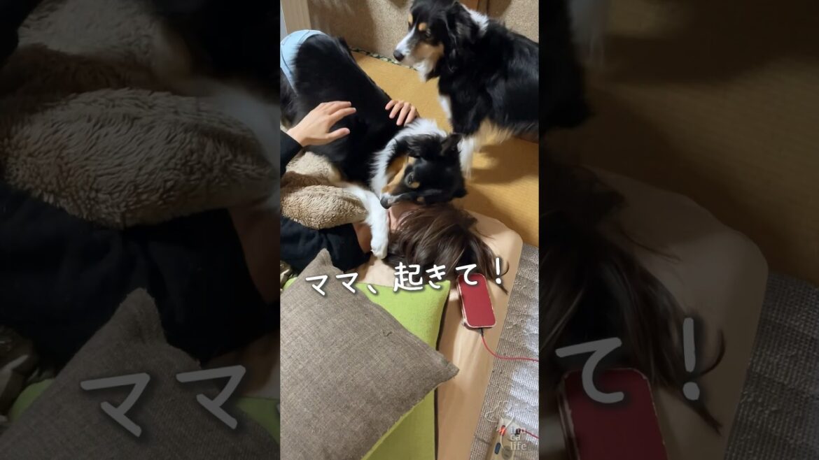 ママを起こしたいオゥシーが可愛い　#オーストラリアンシェパード #ボーダーコリー #dog