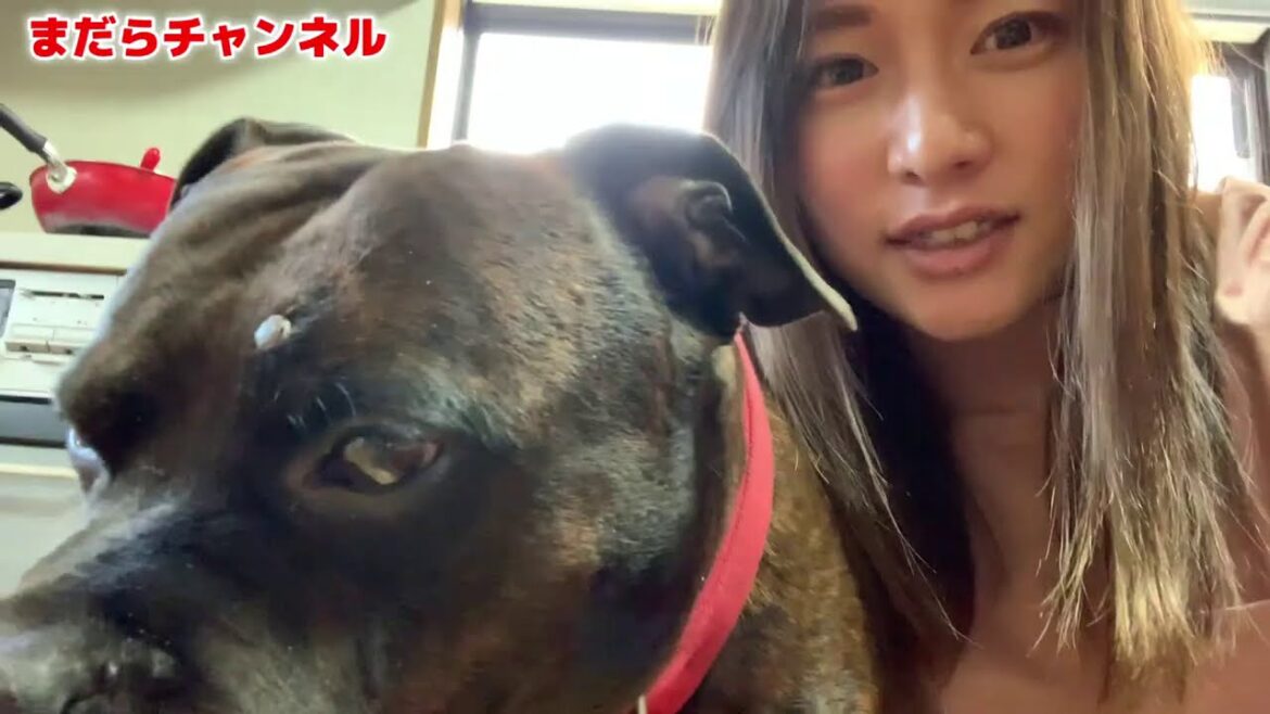 実は超甘えん坊？うちがまだらの日常を紹介しちゃる！