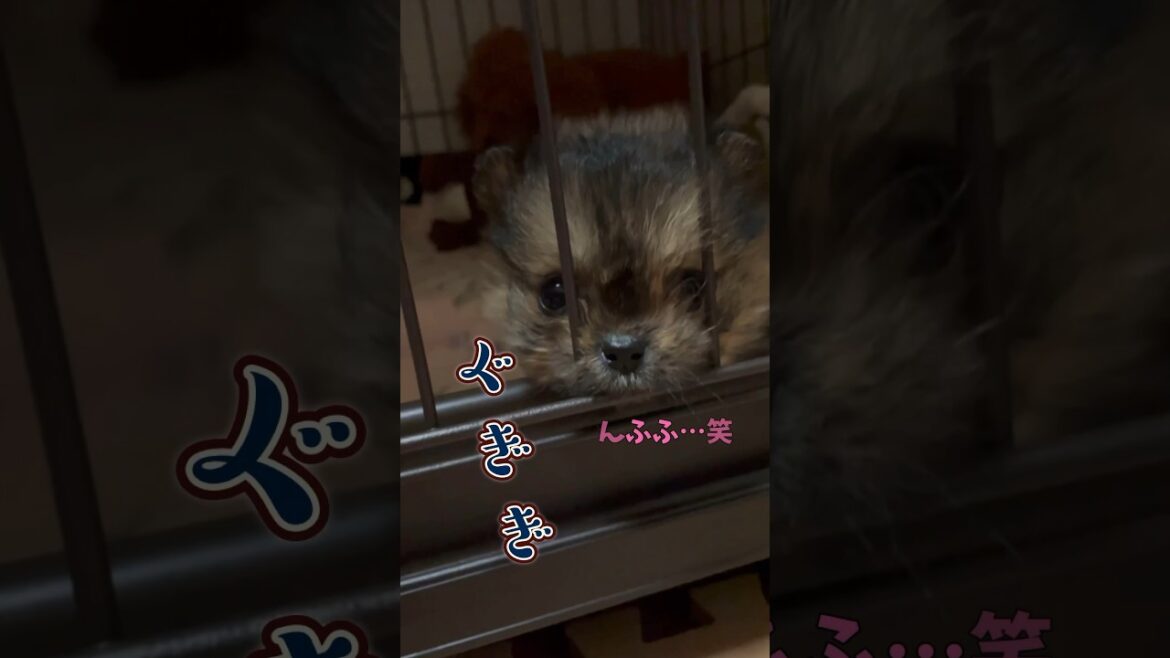 20240109 怒ってないよ？#shorts #いぬのいる生活 #わんちゃん