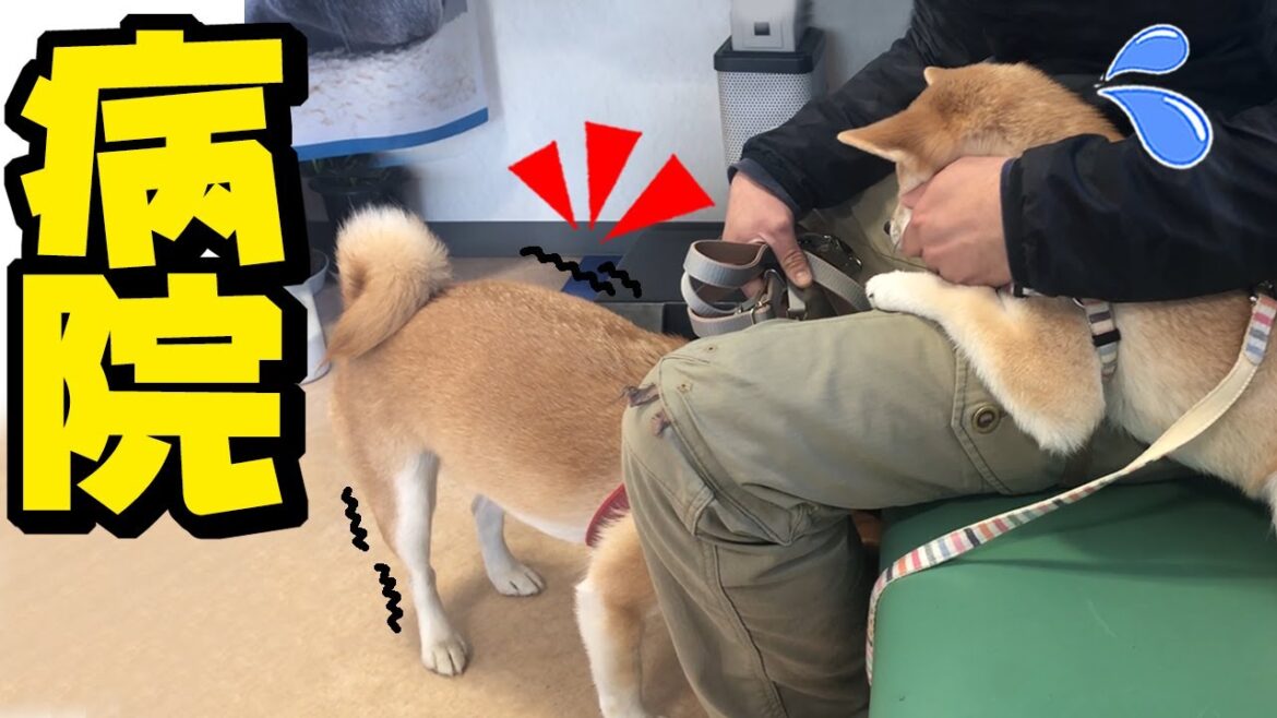 病院が怖くてパパにしがみつく柴犬姉妹…ちくわが再発してしまいました