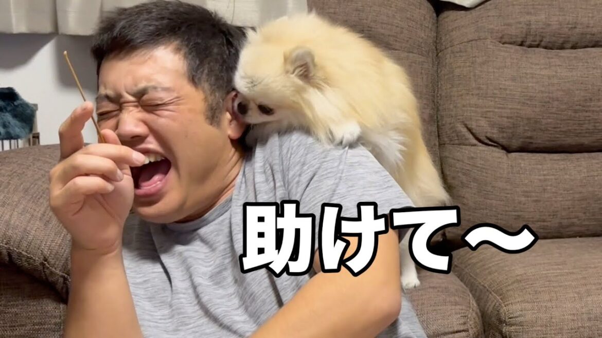 母性本能が芽生えたポメラニアンはこうなります