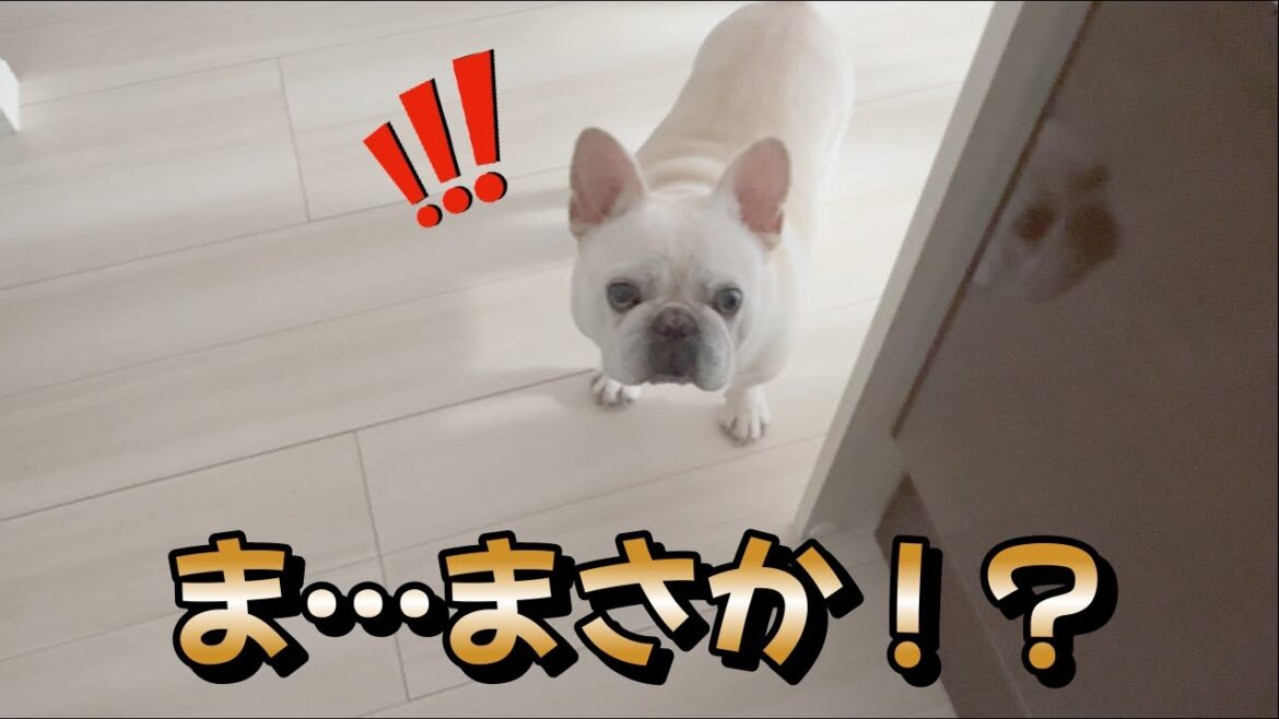 ま…まさか！！！あの伝説の！！？【フレンチブルドッグ frenchbulldog】