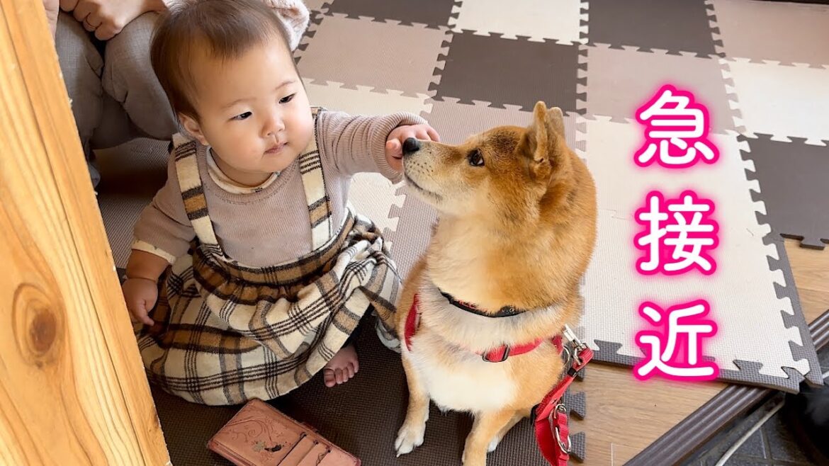 赤ちゃんからご馳走をもらって簡単に手なづけられる単純な柴犬が可愛い