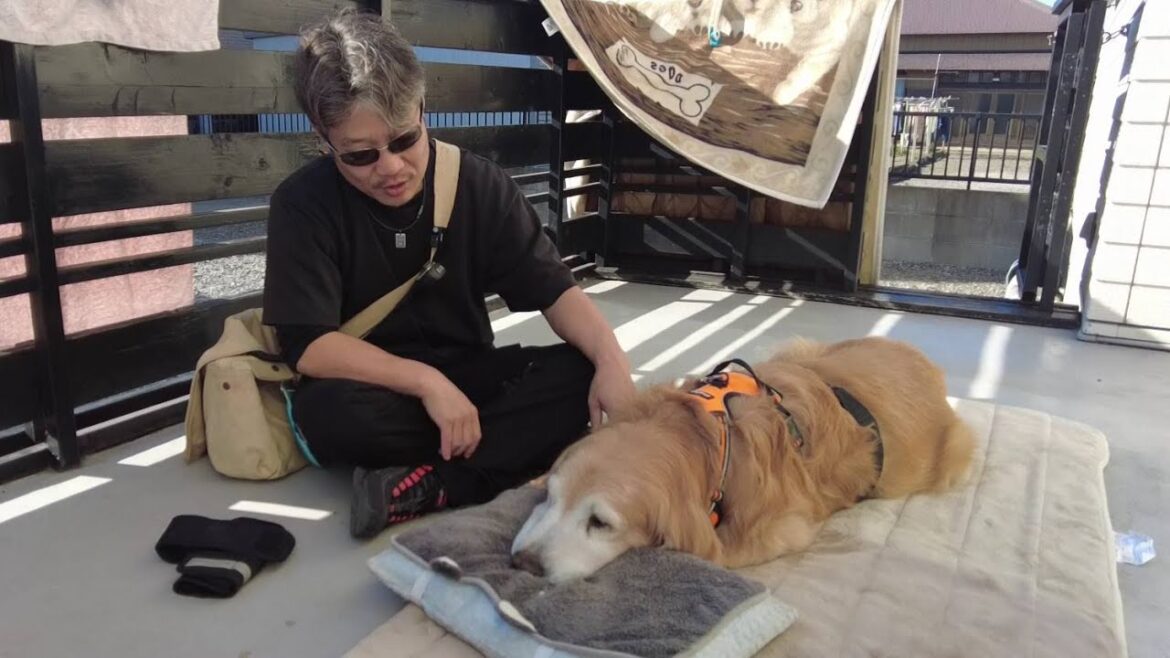 心無い人から介護生活を馬鹿にされ笑われて傷ついた君に。【Golden Retriever japan】