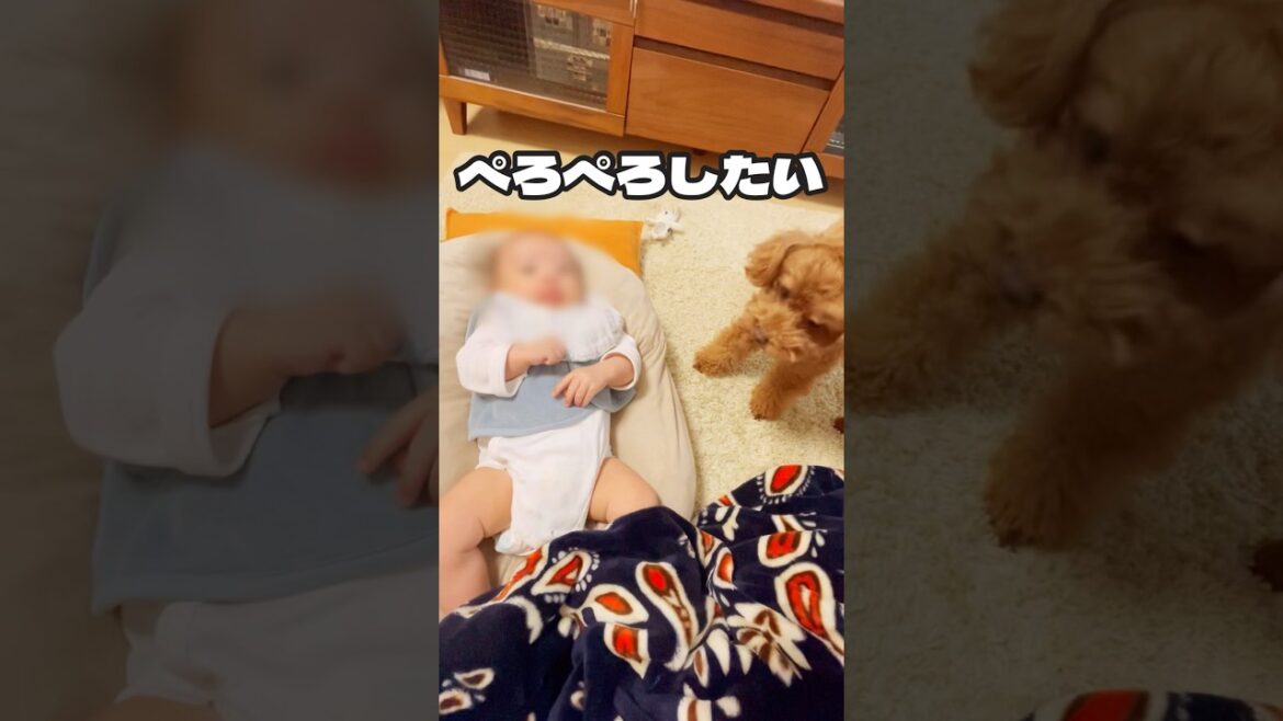 ぺろぺろしたいトイプードルと赤ちゃん#toypoodle