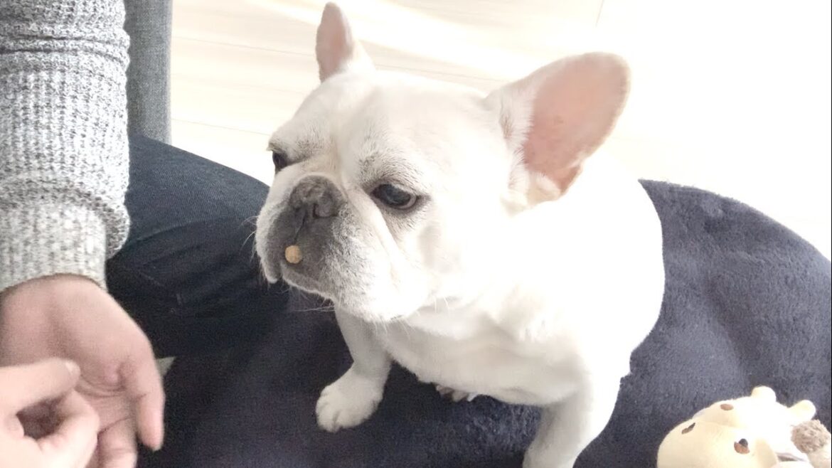 秘密の特訓！ママには内緒ね【フレンチブルドッグ frenchbulldog】