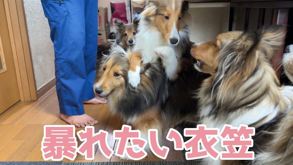 【シェルティ】暴れたい衣笠🐾【元気だね】