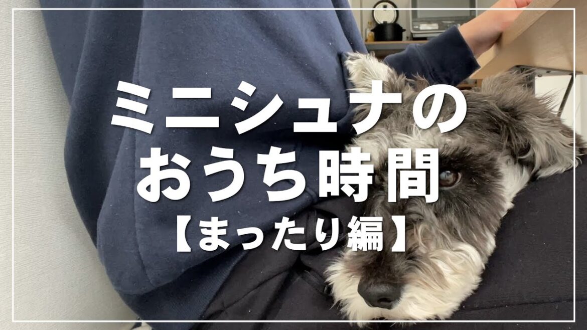 とにかくかわいいミニチュアシュナウザー