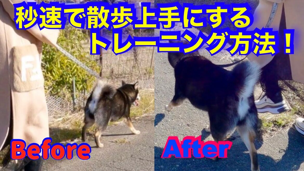 【柴犬散歩トレーニング】秒単位で変化していきます！（飼い主に7針縫う怪我を負わせた犬）　@pochipapa