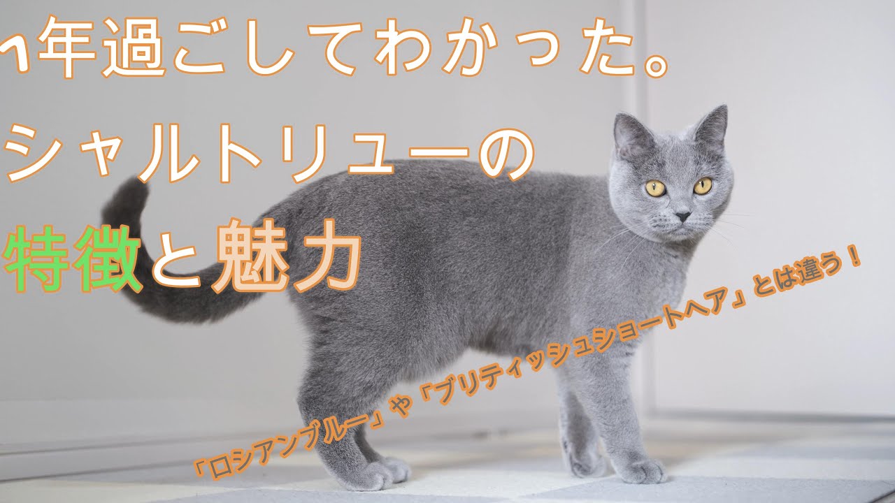 1年過ごしてわかった。シャルトリューの特徴と魅力 Pets WACOCA JAPAN People, Life, Style