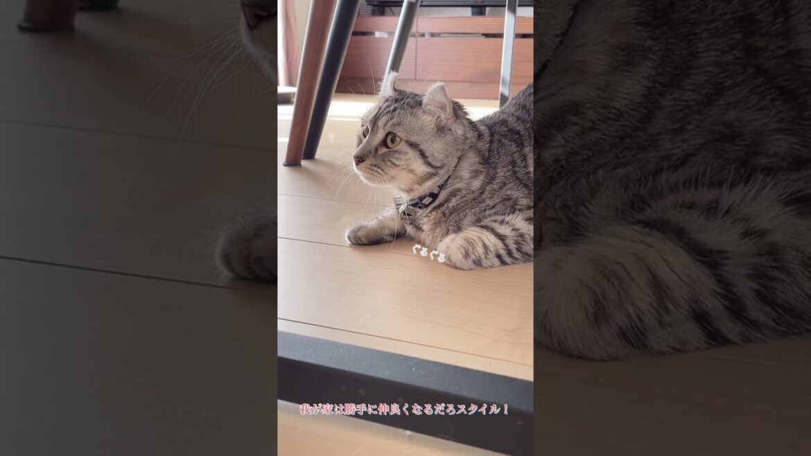 「アメリカンカール⭐︎マンチカン」新しい子猫(りあん)が来て警戒してる猫（のり太）です😅💦