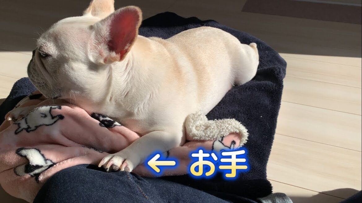 ちょっとだけ触れてれば満足な友達【フレンチブルドッグ frenchbulldog】