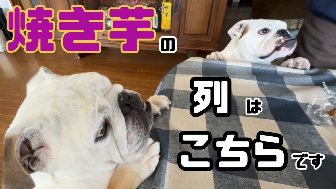 【おはぶる】独特なもらい方をマスターし、焼き芋を嗜むイモイモブラザーズ！