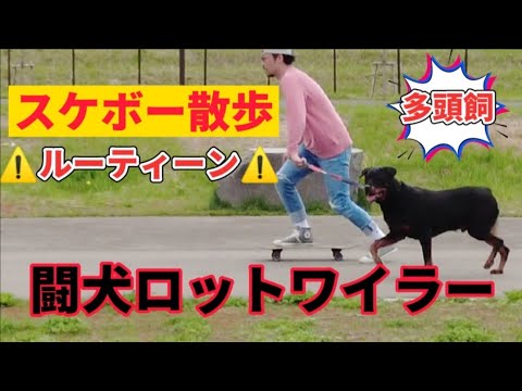 【ルーティン】闘犬ロットワイラーとスケボー散歩‼️最強犬の賢さ、運動量。大型犬多頭飼い 【ルーティン】闘犬ロットワイラーとスケボー散歩‼️最強犬の賢さ、運動量。大型犬多頭飼い