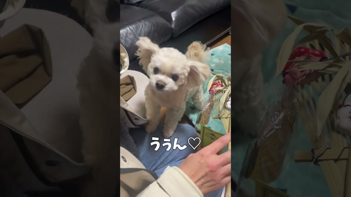 お留守番をする犬【関西弁でしゃべる犬】dog that stays at home#594#2024#お留守番#十日えびす#トイプードル#ミニチュアシュナウザー#shorts お留守番をする犬【関西弁でしゃべる犬】dog that stays at home#594#2024#お留守番#十日えびす#トイプードル#ミニチュアシュナウザー#shorts