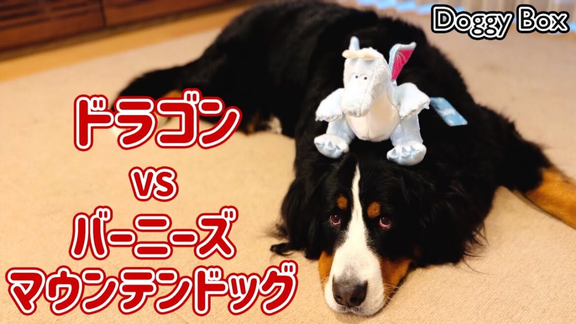 ドギーボックス（Doggy Box）をバーニーズマウンテンドッグと紹介します