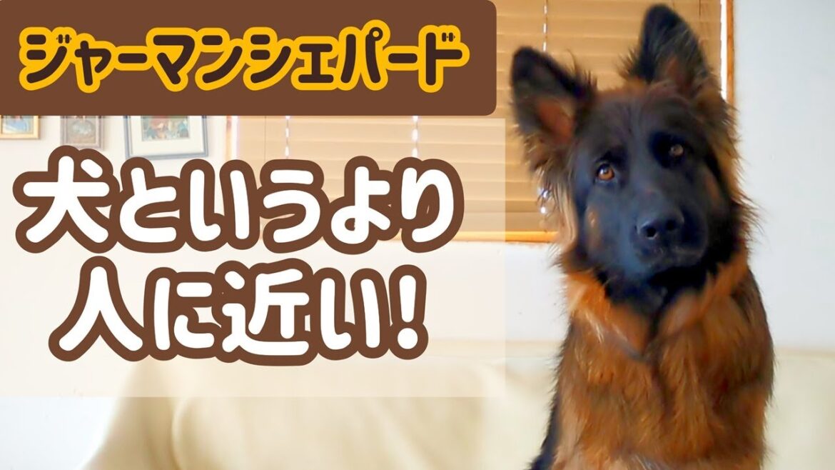 【ジャーマンシェパード】愛犬の魅力と面白い行動について話してます！