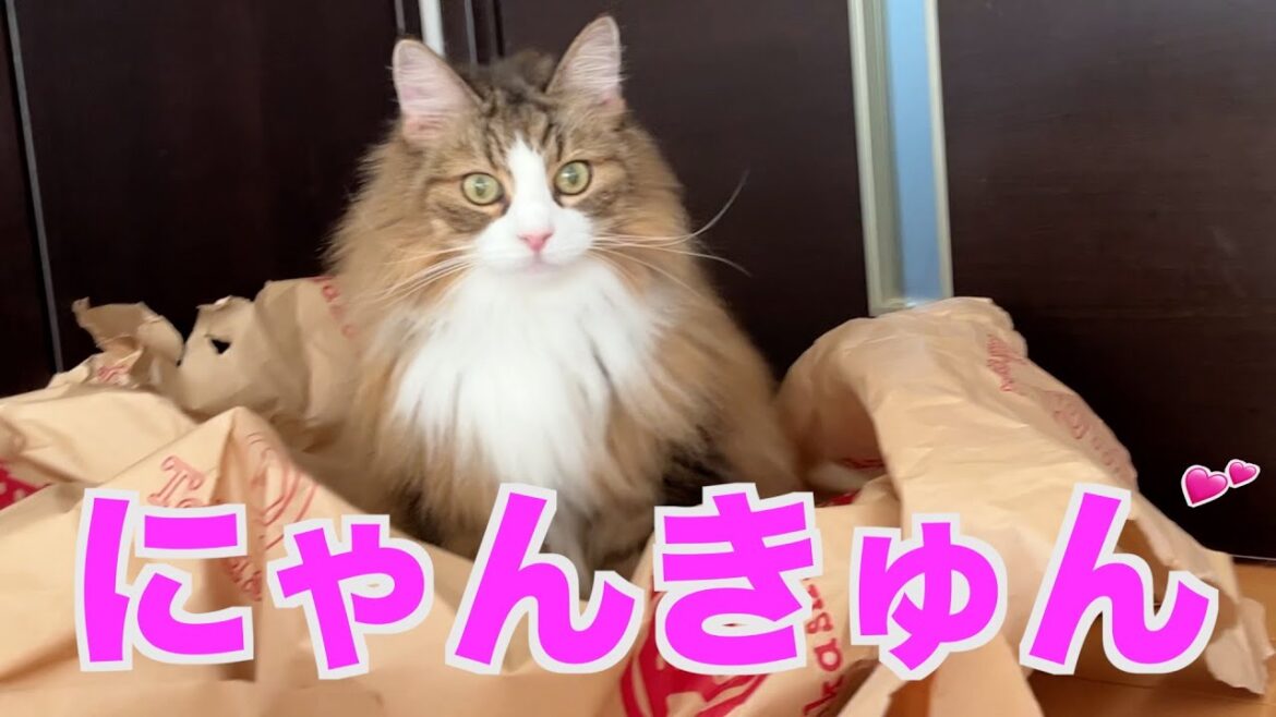 ズバリ!ノルウェージャンフォレストキャットは可愛い ズバリ!ノルウェージャンフォレストキャットは可愛い