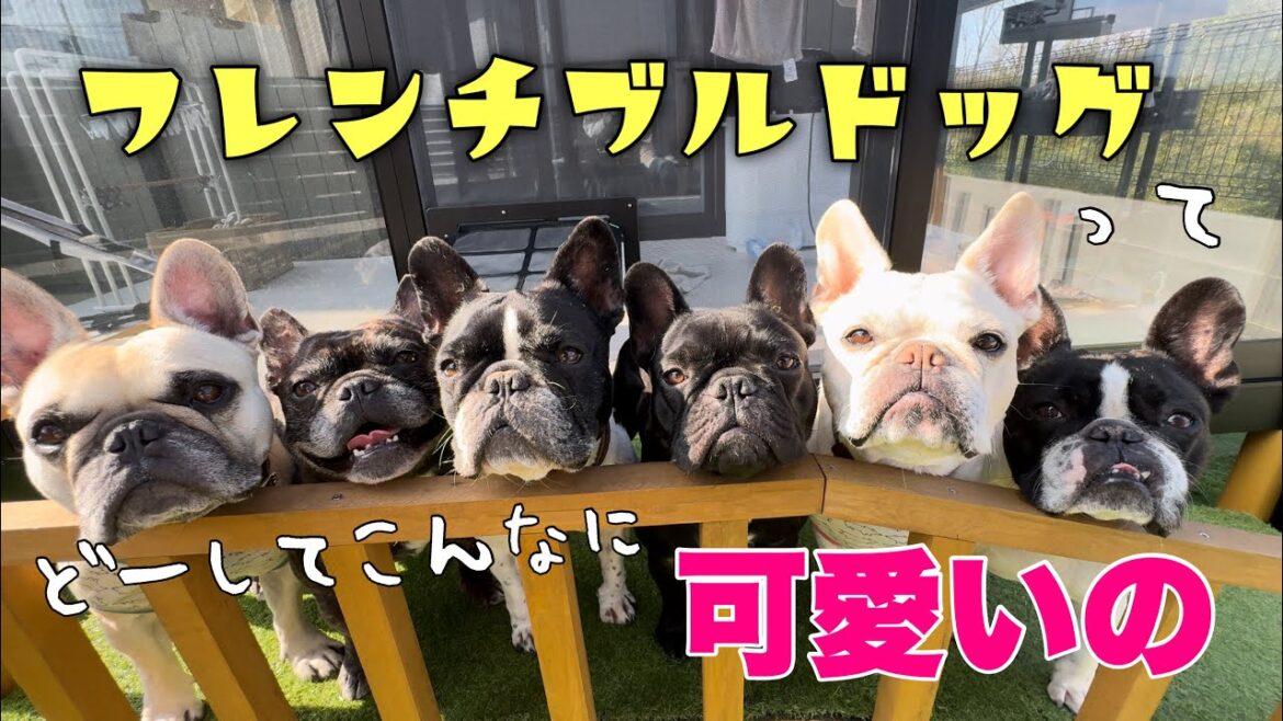 【多頭飼いの暮らし】フレンチブルドックってどうしてこんなに可愛いんだーーーー‼ 【多頭飼いの暮らし】フレンチブルドックってどうしてこんなに可愛いんだーーーー‼