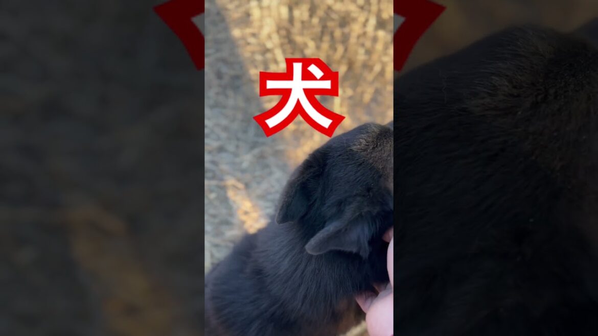 #ブリーダー #スキッパーキ