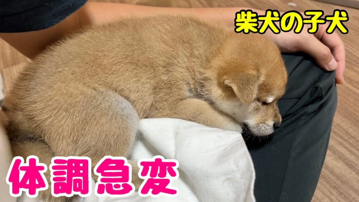 【柴犬 子犬】初めて離乳食を食べたら胃がびっくりして気分が悪くなってしまった子犬