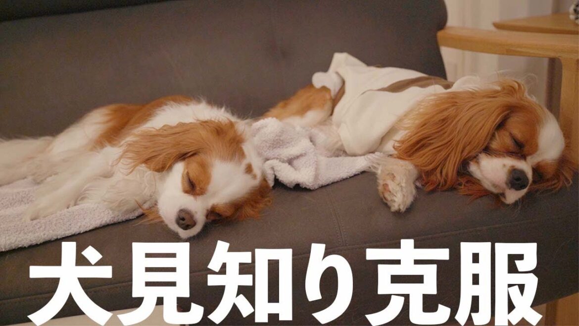 犬見知りキャバリア同士が寄り添って寝れるようになるまでの記録
