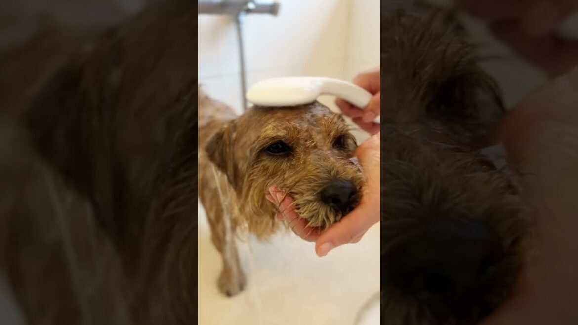 【いい湯だな】#shorts #cutedog #cute #norfolkterrier #愛犬キチ #ノーフォークテリア #shower #お風呂 #kichi