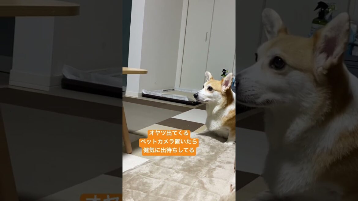 オヤツ出待ちコーギー#くきたん #コーギー