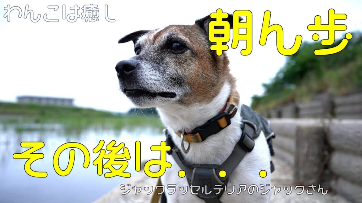【癒し】早朝散歩を楽しみ、その後は寝る犬(ジャックラッセルテリア)