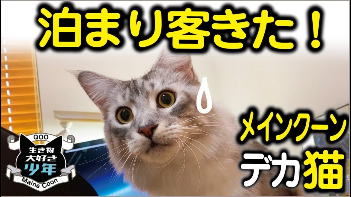 【メインクーン】泊まり客がきた！人見知り大型猫の反応は？／賢くて優しいおだやかな性格の Maine Coon cat