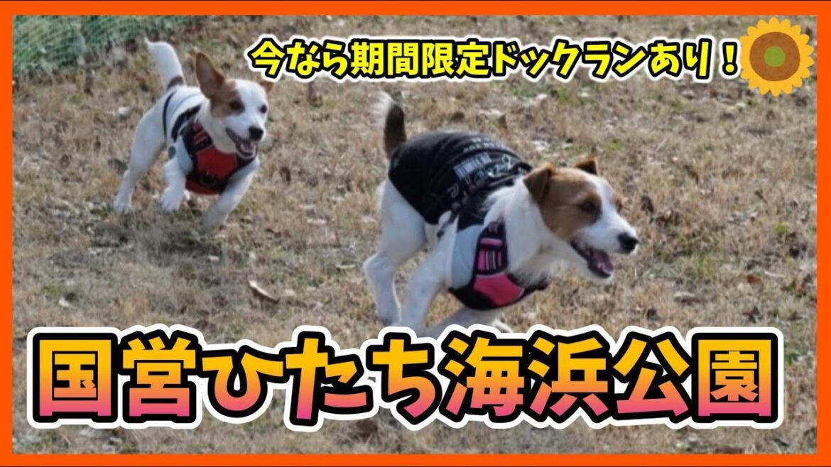 超オススメ！園内犬連れで歩け無料のドックランもある公園ジャックラッセルテリアのひまわり＆つばき【ひまチャンネル】