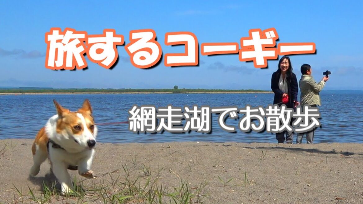 キャンピングカーで車中泊の旅をするコーギー小太郎。網走湖女満別湖畔で楽しいお散歩で旅を締めくくる。毎日夜七時に更新！