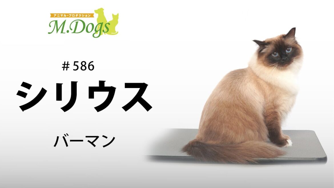 ペットモデル #586 バーマン「シリウス」
