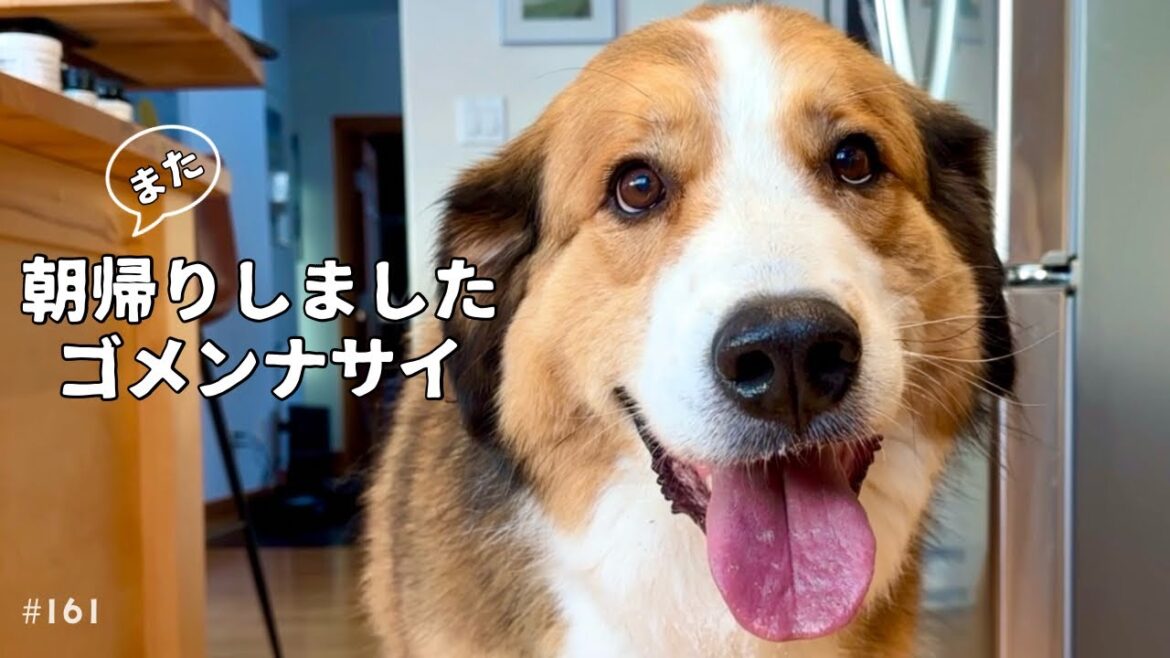 超大型犬 3頭とカナダで田舎暮らし/また朝帰りしましたゴメンナサイ by ジン 超大型犬 3頭とカナダで田舎暮らし/また朝帰りしましたゴメンナサイ by ジン