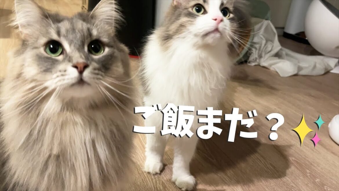 【猫のいる暮らし】毎日帰ってくると猫達にご飯を急かされます　ノルウェージャンフォレストキャット