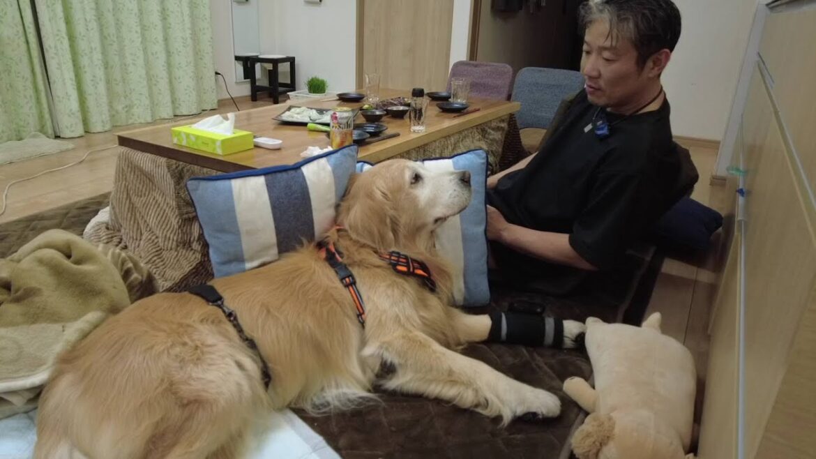どんどん体が不自由になる君は。まるで赤ちゃんの頃に戻るように。【Golden Retriever japan】