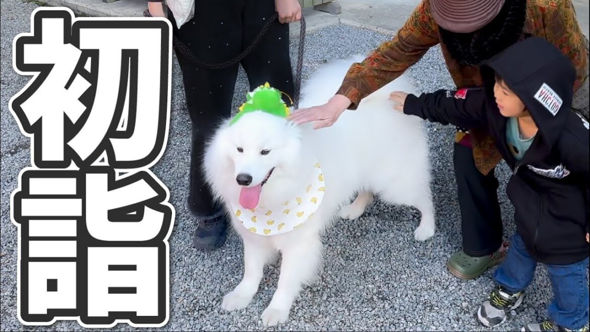 人が大好きなのでたくさんの人にもふもふされて嬉しそうな犬【サモエド】