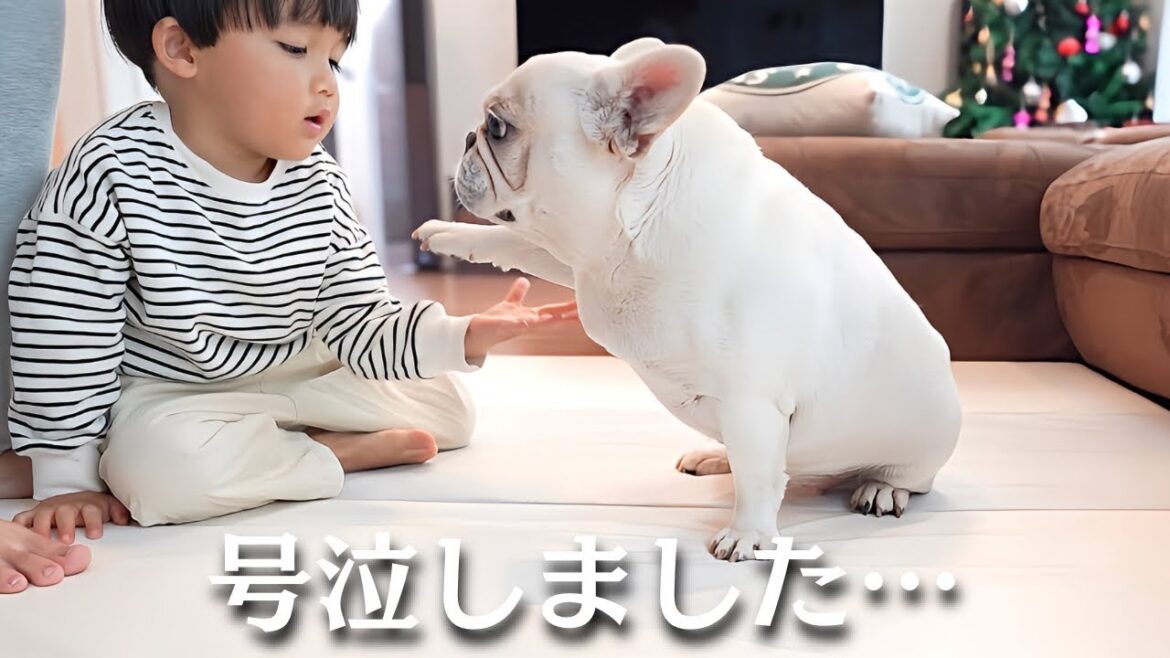 愛犬に触れなくて3歳児が号泣してしまいました…【元保護犬フレンチブルドッグ】