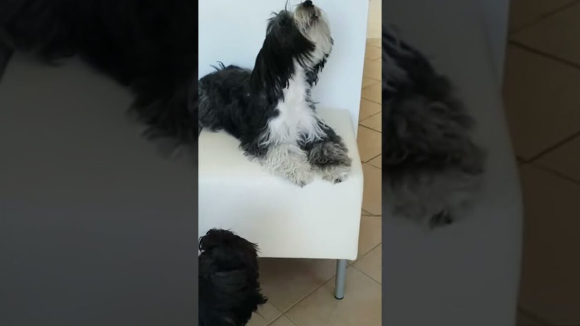 Tibet Terrier