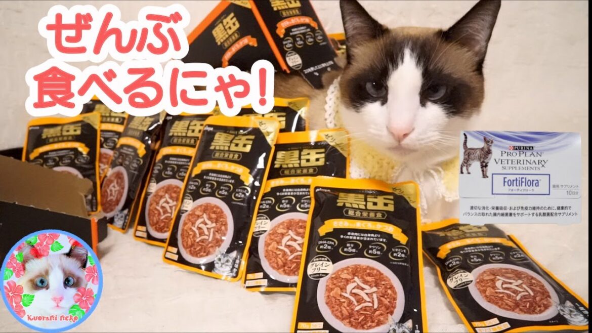 黒缶と無料のサプリメント生活を始めた猫の反応が○○です Lactic acid bacteria supplement for cats 黒缶と無料のサプリメント生活を始めた猫の反応が○○です Lactic acid bacteria supplement for cats