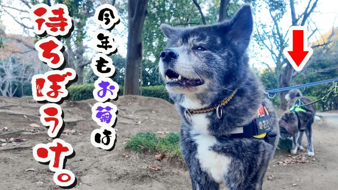 散歩を全力で楽しむ秋田犬秋馬と散歩よりオヤツな秋田犬お菊【虎毛】【大型犬】【akita dog】