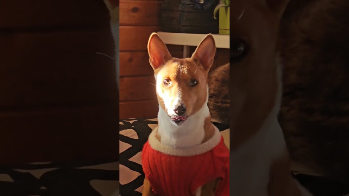 Басенджи после обеда) #basenji #басенджи #funny #собака