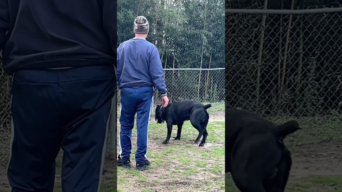 Large powerful dog needs daily training !
