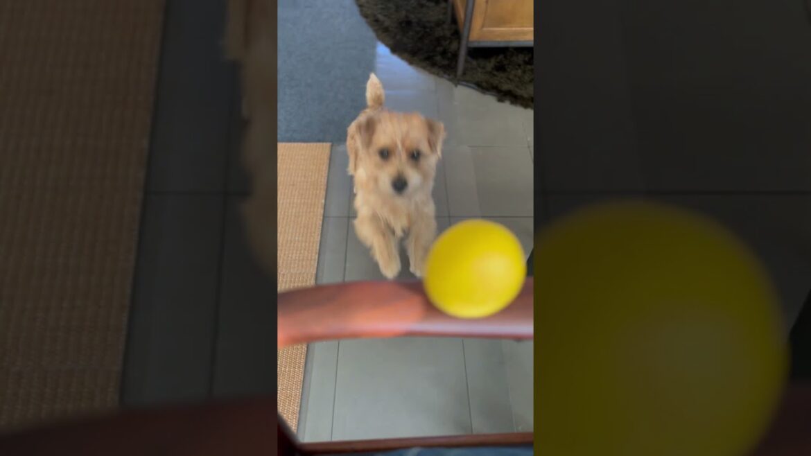【ぼくのボール】#shorts #cutedog #norfolkterrier #愛犬キチ #ノーフォークテリア #kichi #ボール大好き犬 #ボール