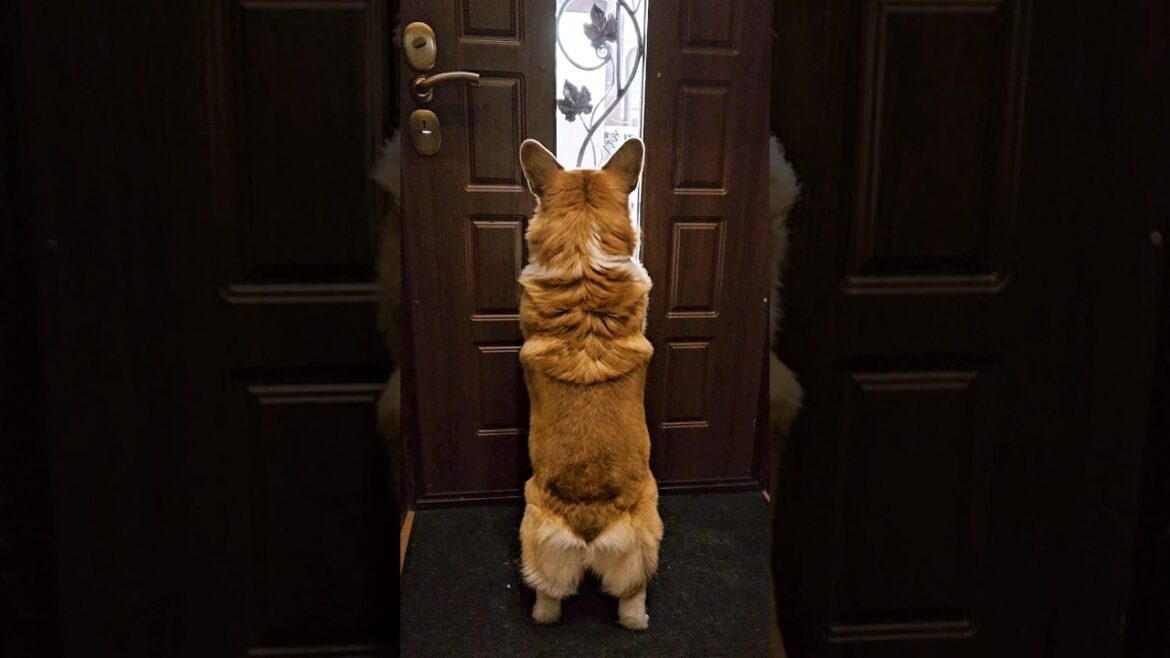 Corgi is meeting for his DAD 💜