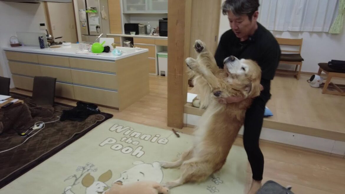 突然の出来事に。怖がる寝た切りの犬を避難させる。【Golden Retriever japan】