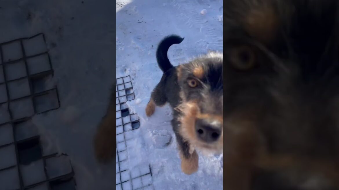 #dog #dogs #joy #winter