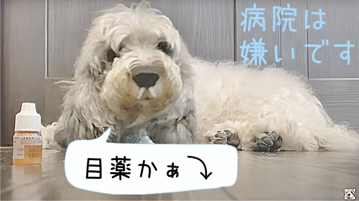 あんなに嫌がっていたのに、また来ちゃった可愛いおとぼけ犬